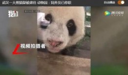 熊猫饲养员最新爆料网,饲养员最新爆料带你走进国宝世界