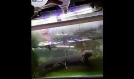 电鳗最新爆料视频大全,揭秘娱乐圈幕后真相